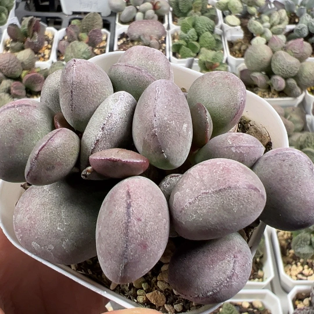 w球球紫蛋多肉植物水泡