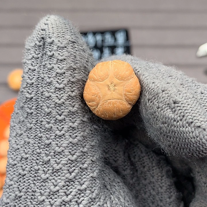 吊坠凤眼菩提18+五星，非质量问题开孔不退