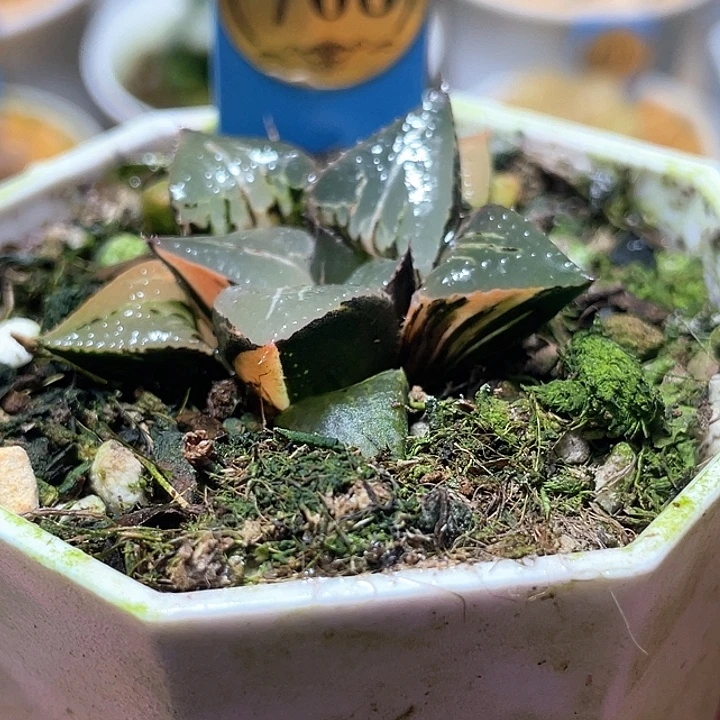 768酒吞锦特选福利