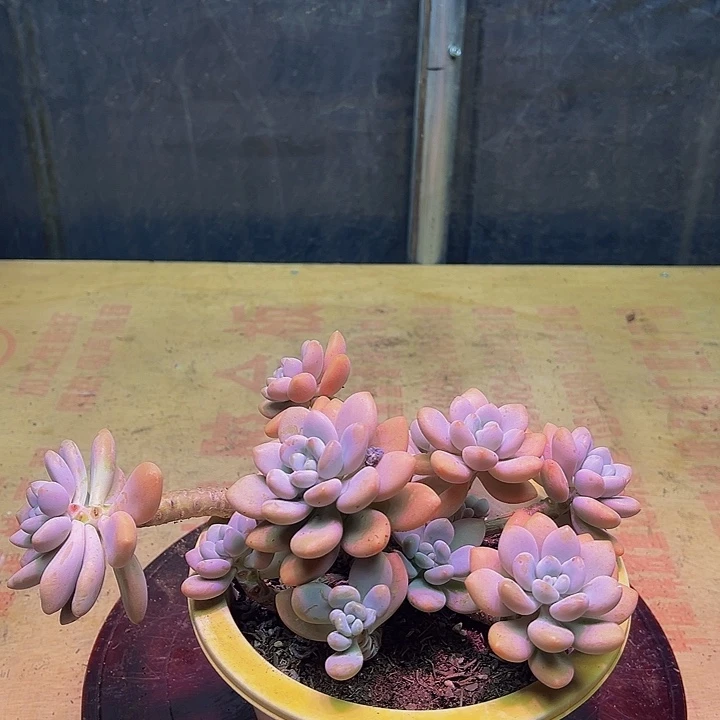 洛神一物一拍好看