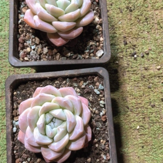 精控单头冰玉7.9多肉植物