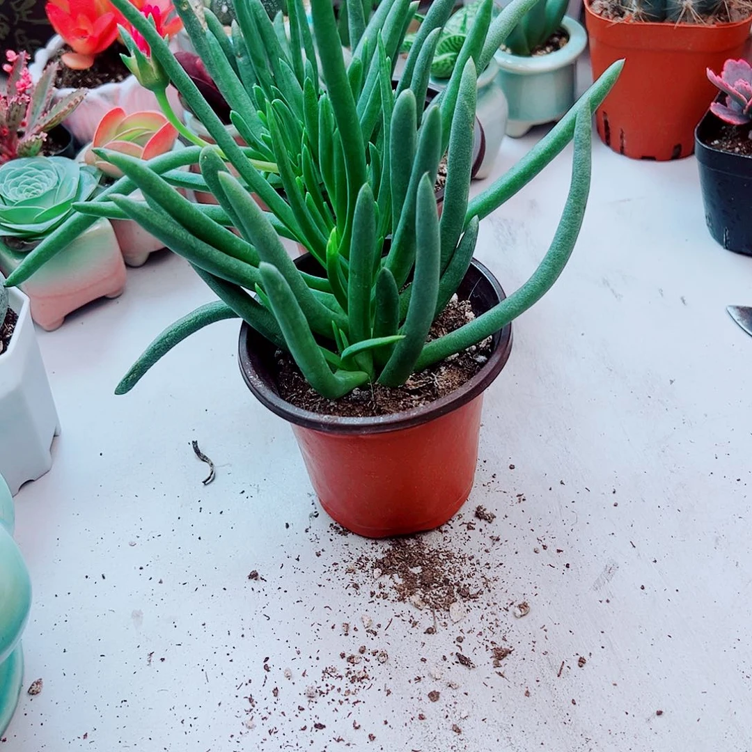 带花苞奔龙植物多肉