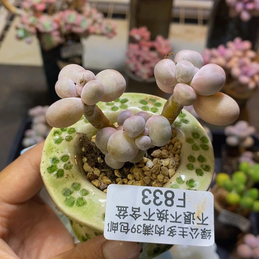 833橙奶多肉肉3c m