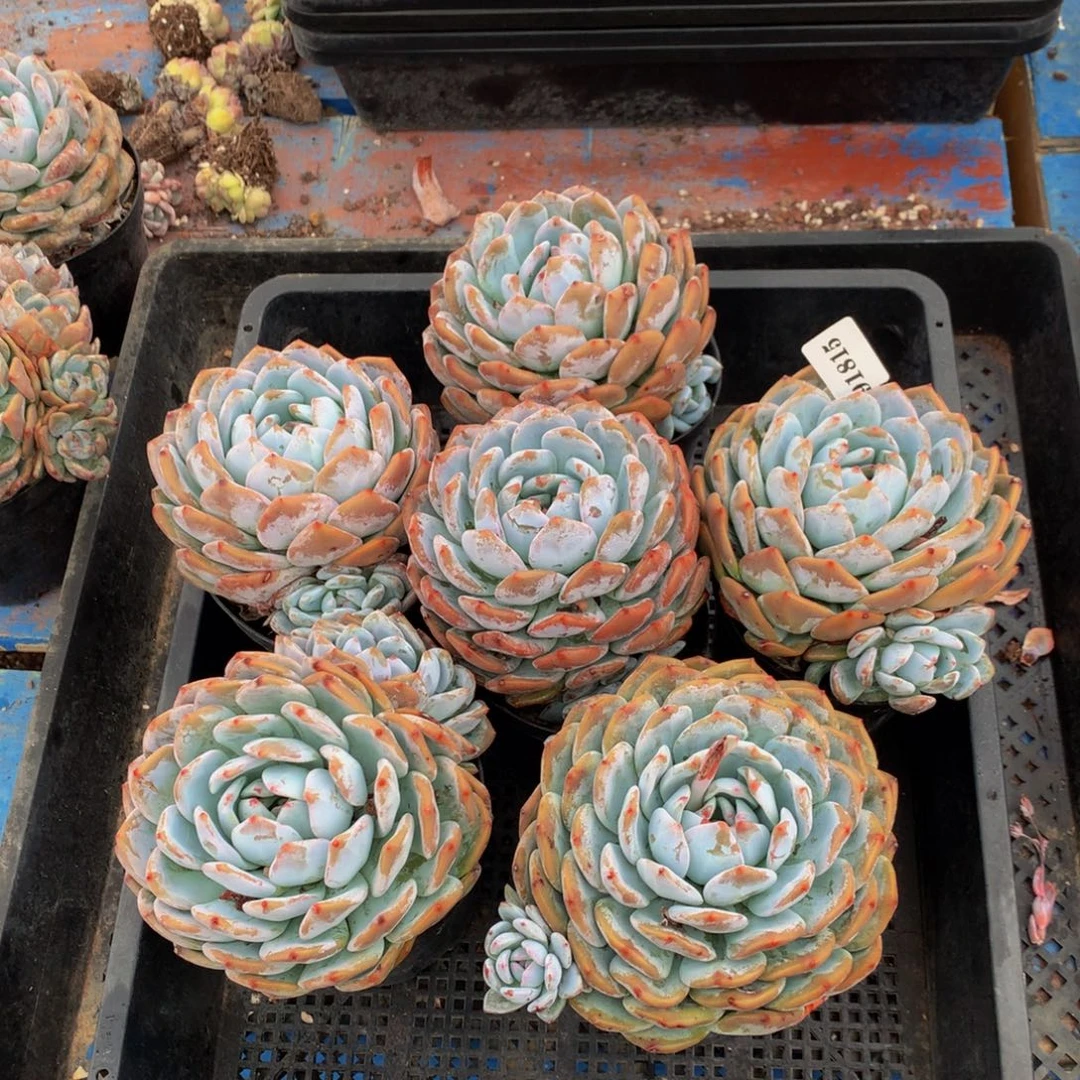 91815六个嗯嗯嗯嗯嗯嗯嗯嗯嗯好