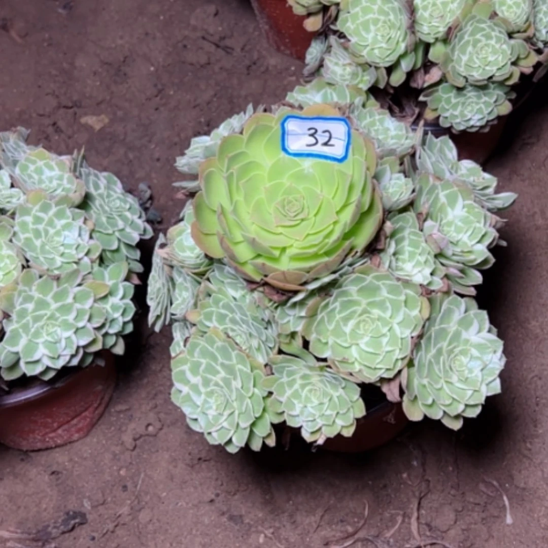 【闪购商品】少****店水蜜桃32