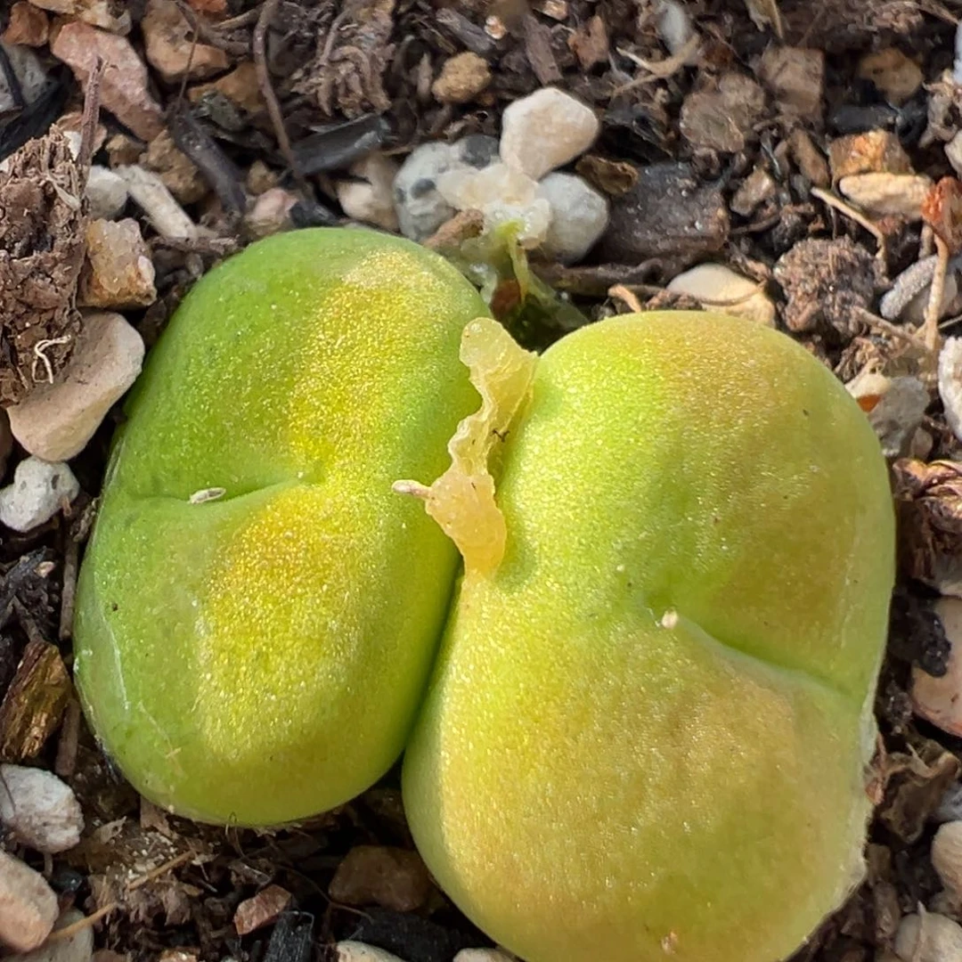 72多肉植物百科蟠桃1801.1