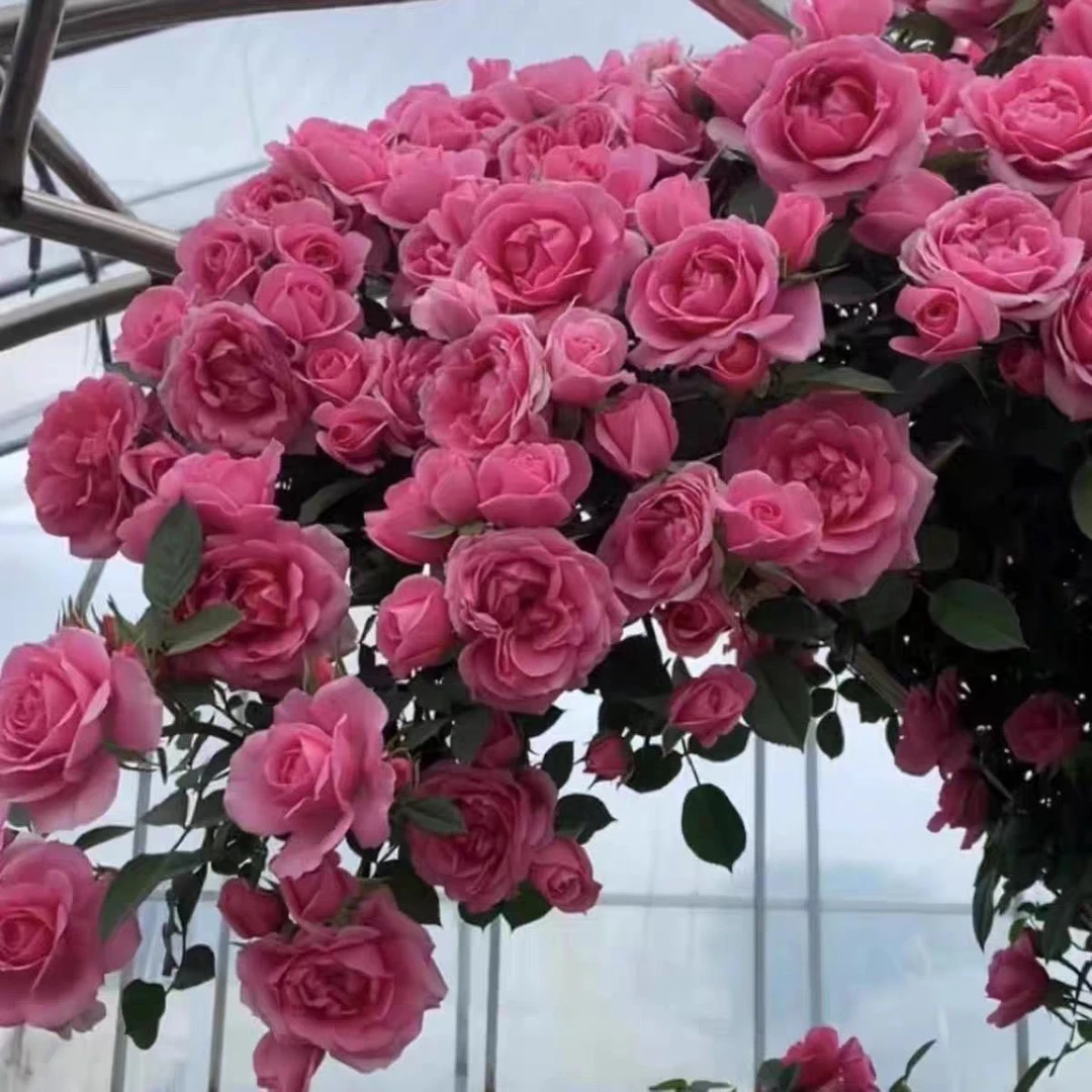 【嬉皮士星星】大型爬藤月季多季节重复开花  花量多