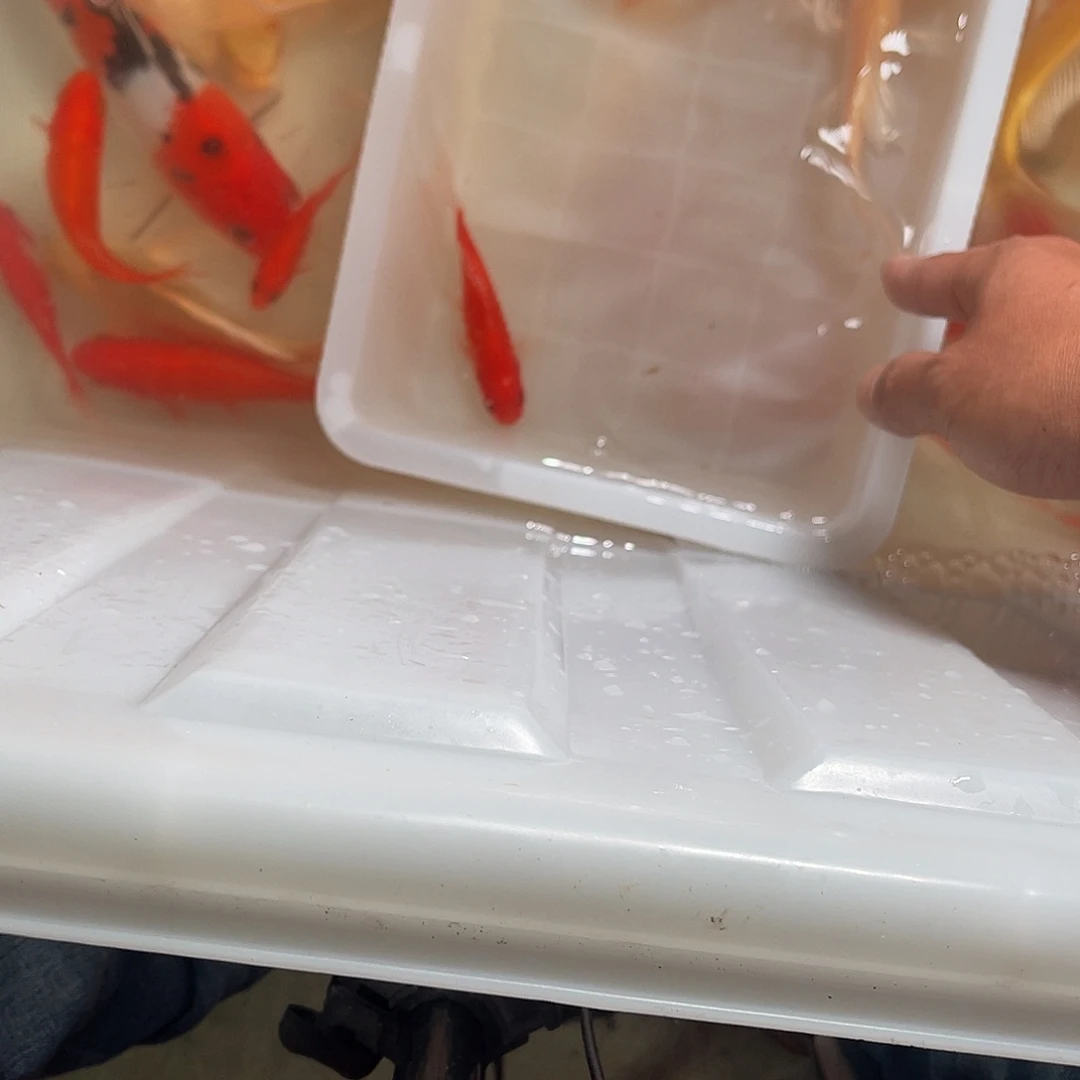 锦鲤包邮，包损，66666