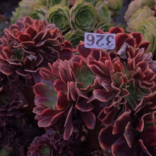 琪***格多肉植物一个欧嘉莉