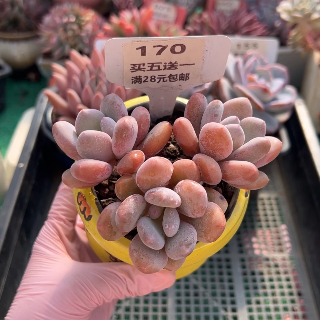 表妹精品多肉植物170:
