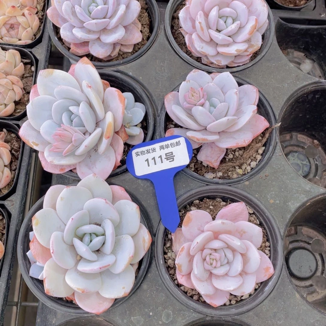 111号粉雪莲母本一个