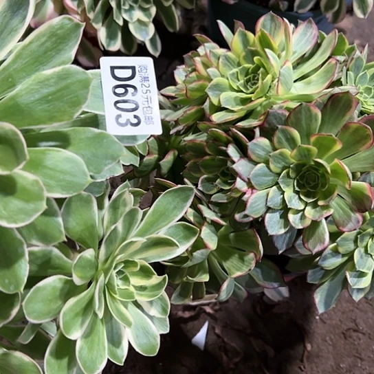 X**N多肉植物两个