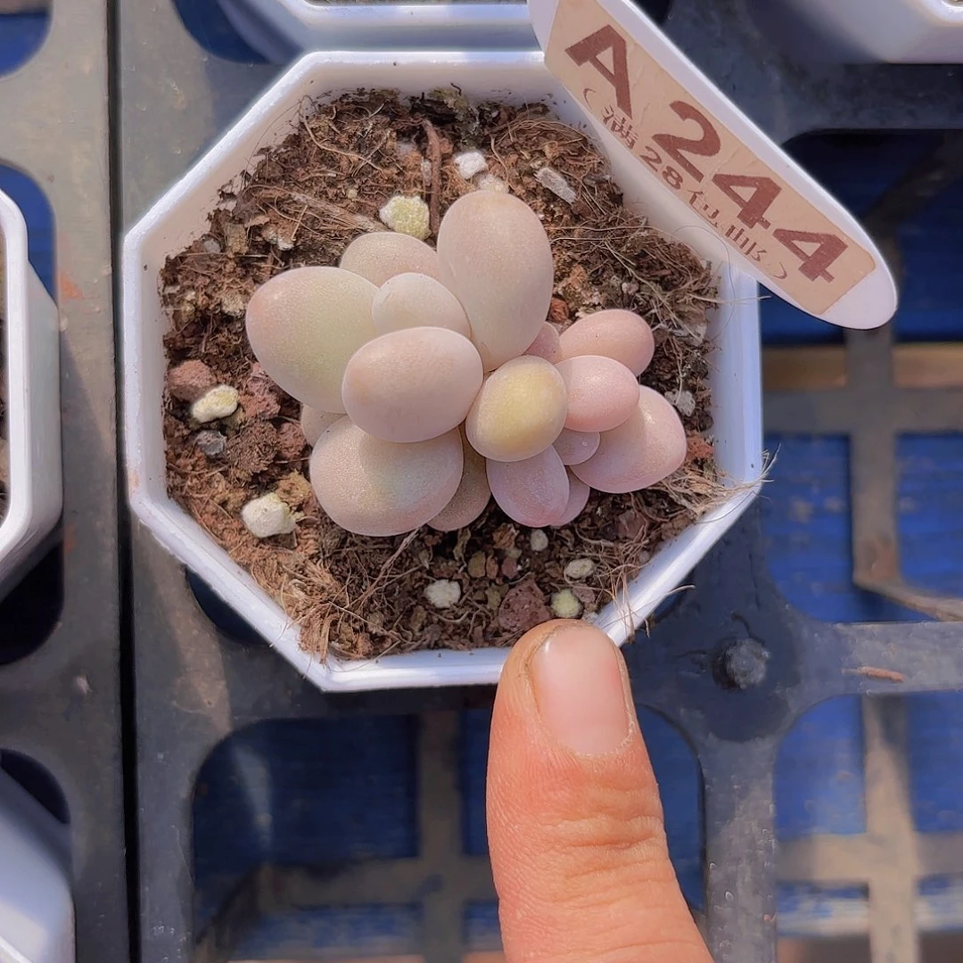 A244蜜多丽一物一拍