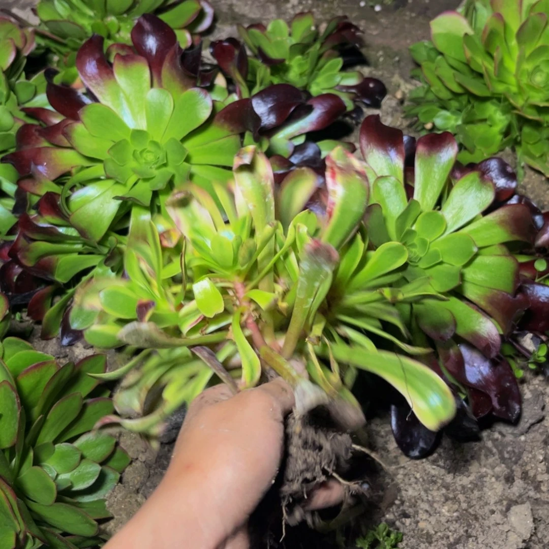 欧经理多肉植物捧花