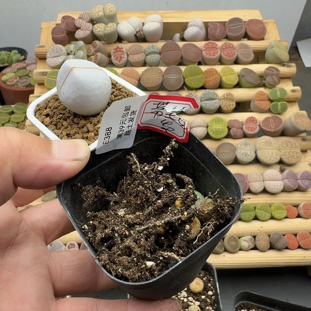 我***呀388哈哈哈哈哈哈哈哈