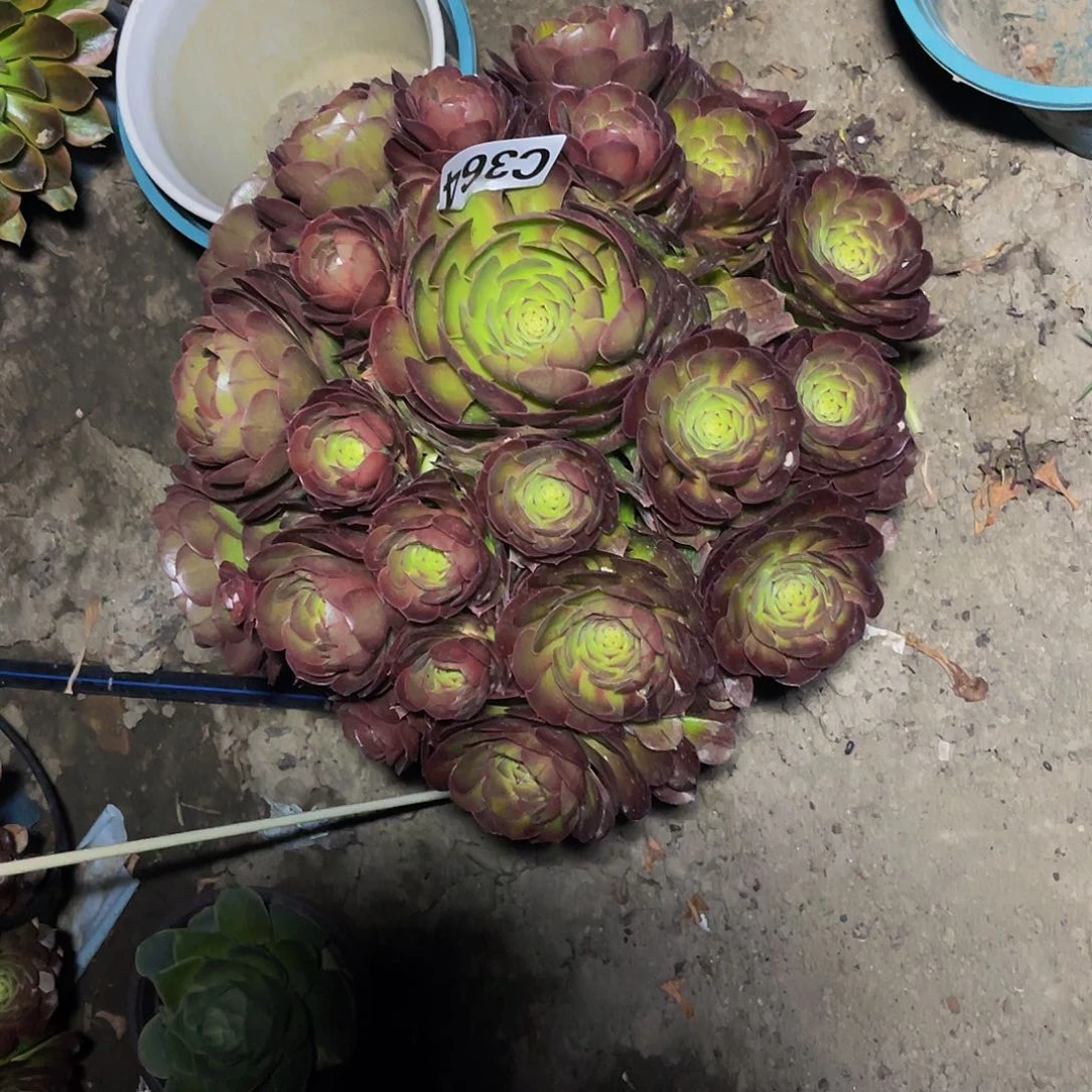 抹茶法师15–19包邮