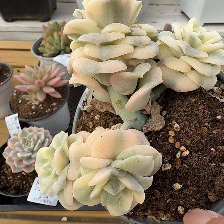 可爱玫瑰锦111129-212