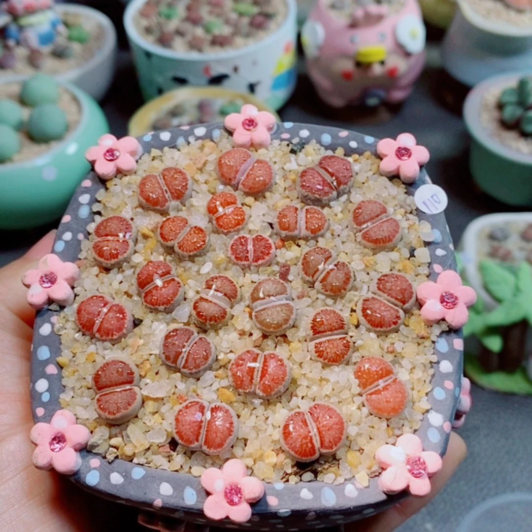 生石花花花花花花花120