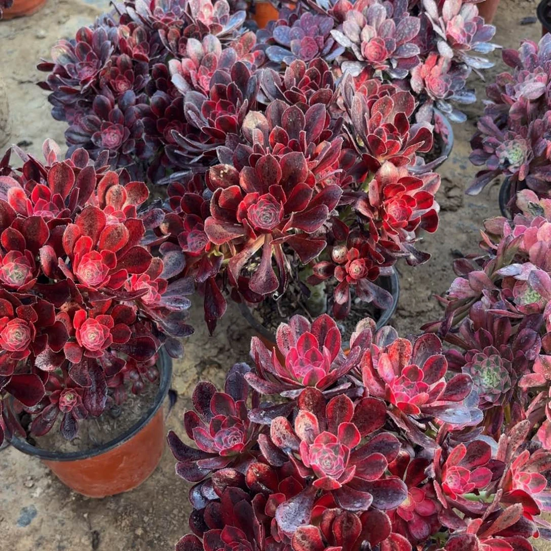 香奈儿掐心9.9多肉植物