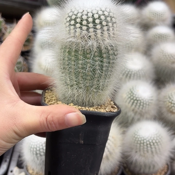 白小丁实生单头高脚杯随机一盆