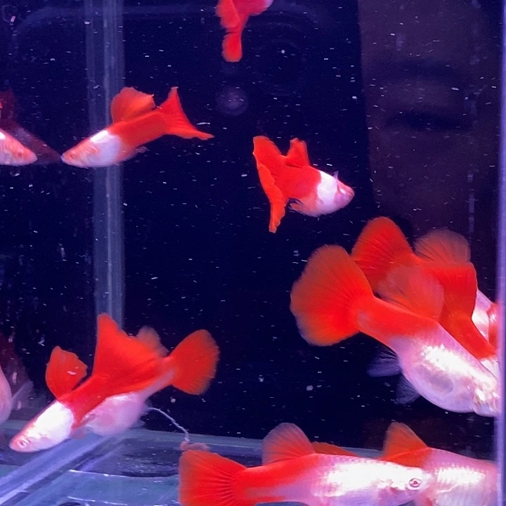 孔雀鱼阿尔银血红10条