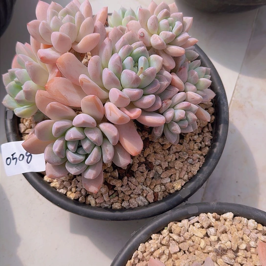 这***白0508香玉多肉植物