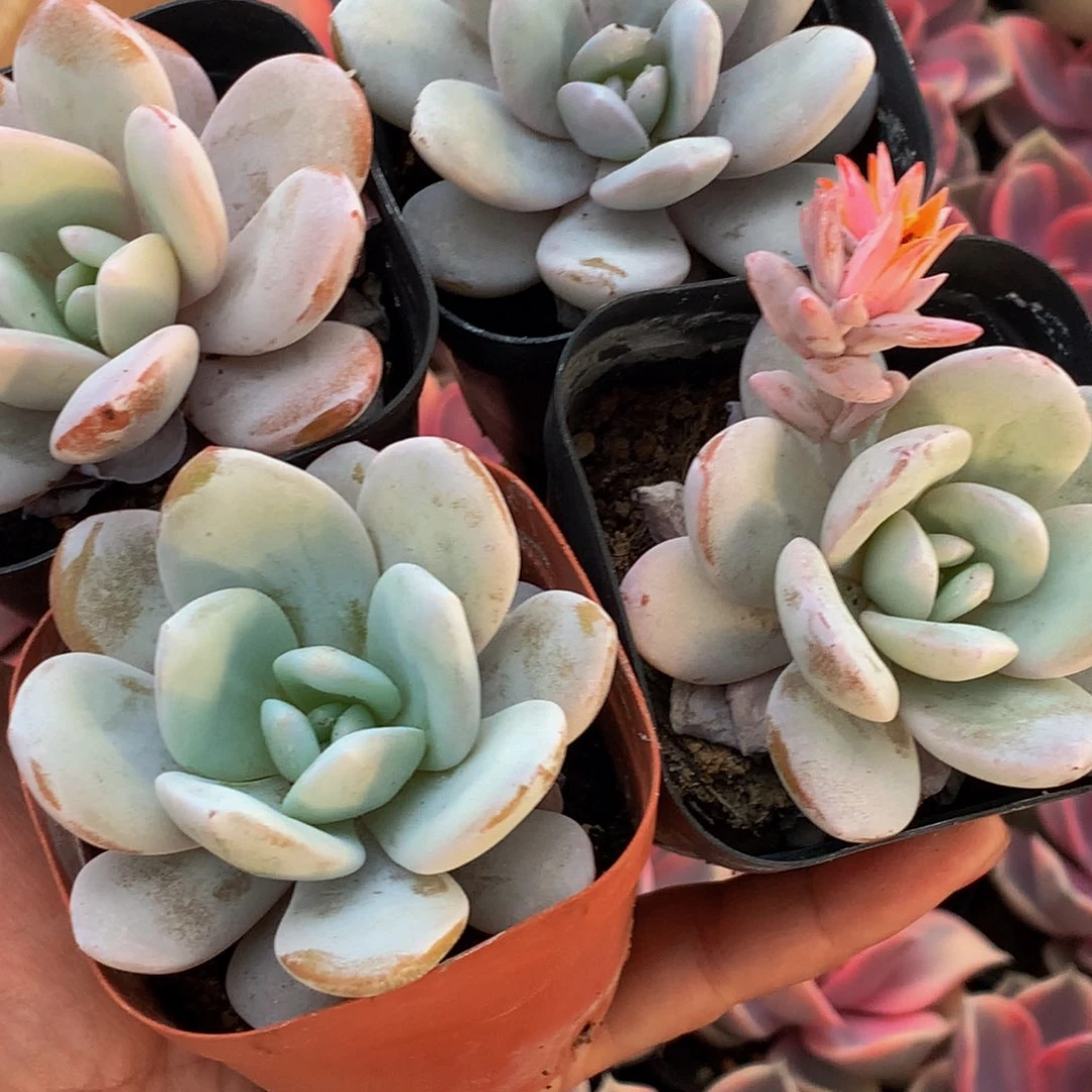 雪莲 2颗 （满9.99包邮不满9.99发叶子）