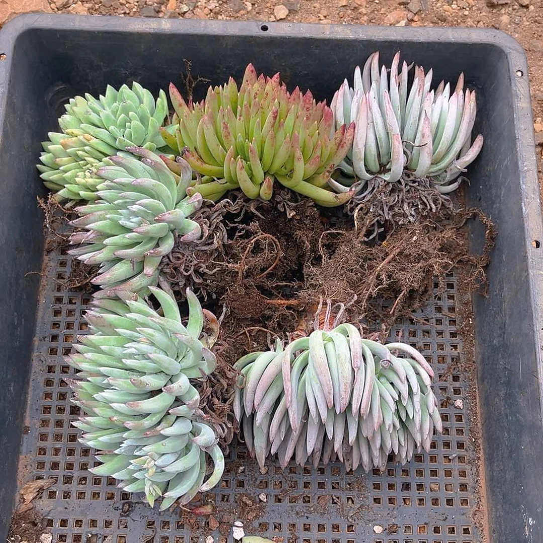 特价不售后5颗2307