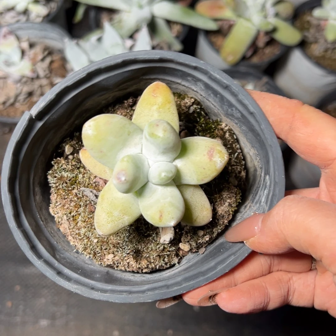 4000哈哈哈哈哈哈哈