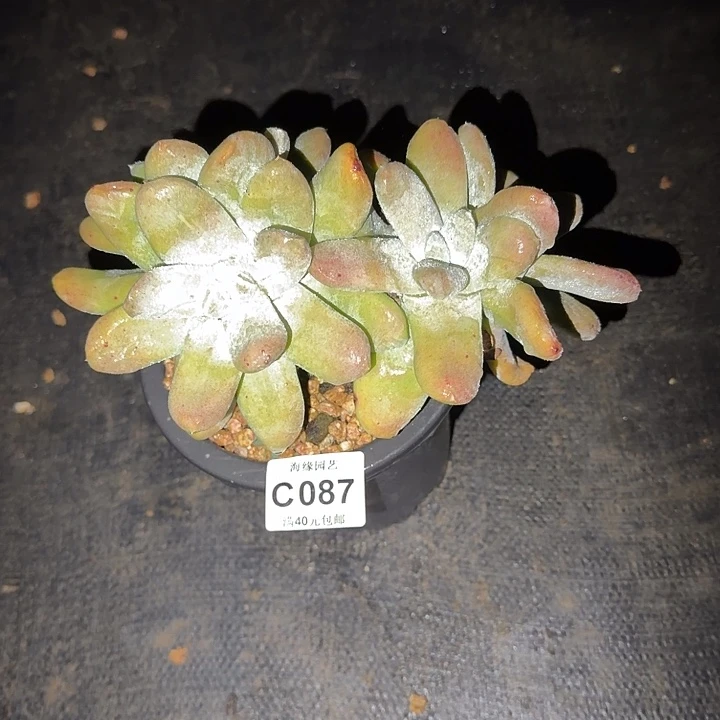 拇指仙女杯多肉植物