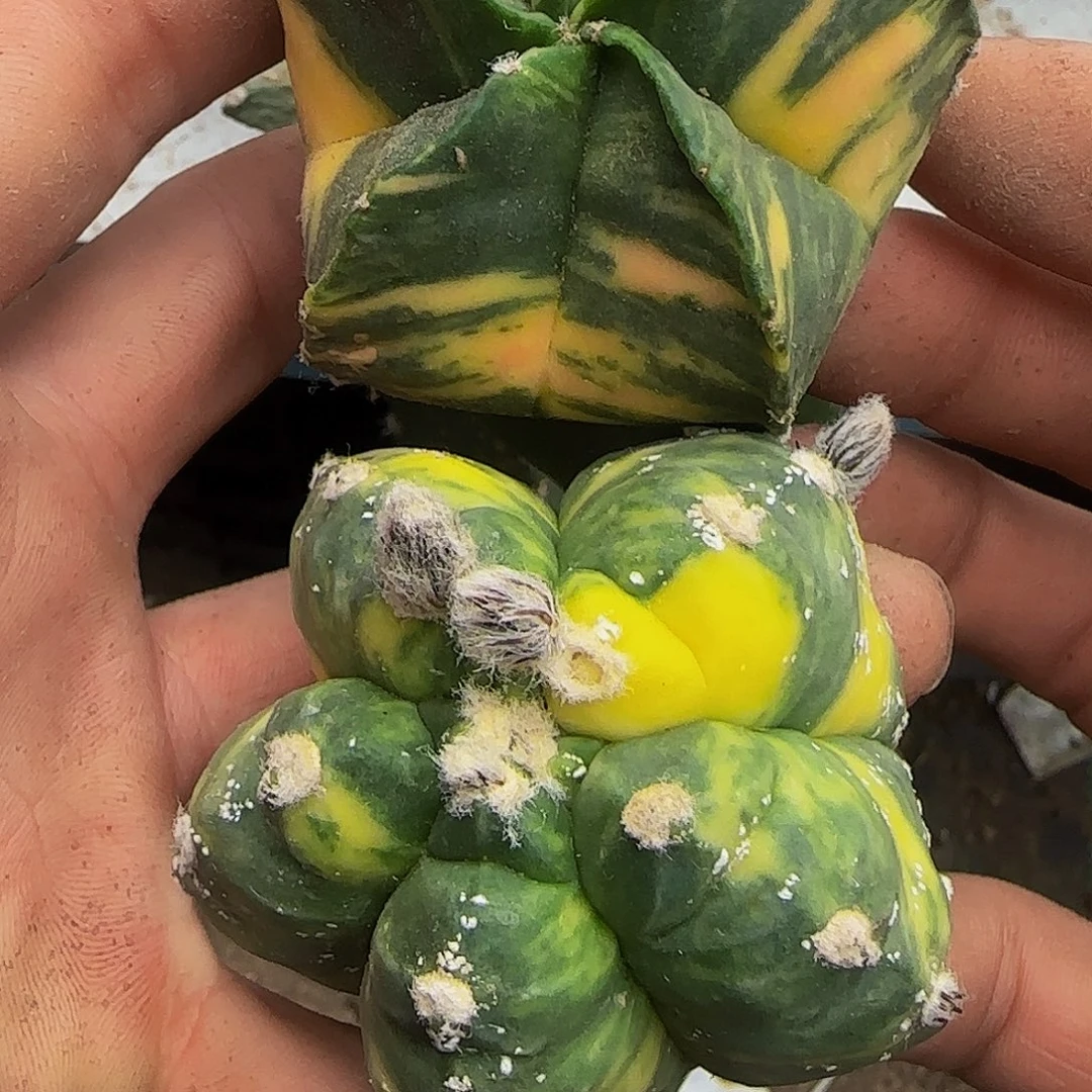 两个鸾锦373仙人球