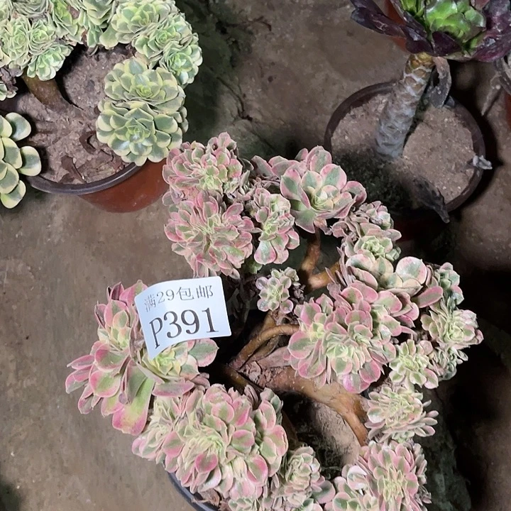 391粉女巫坠多肉植物