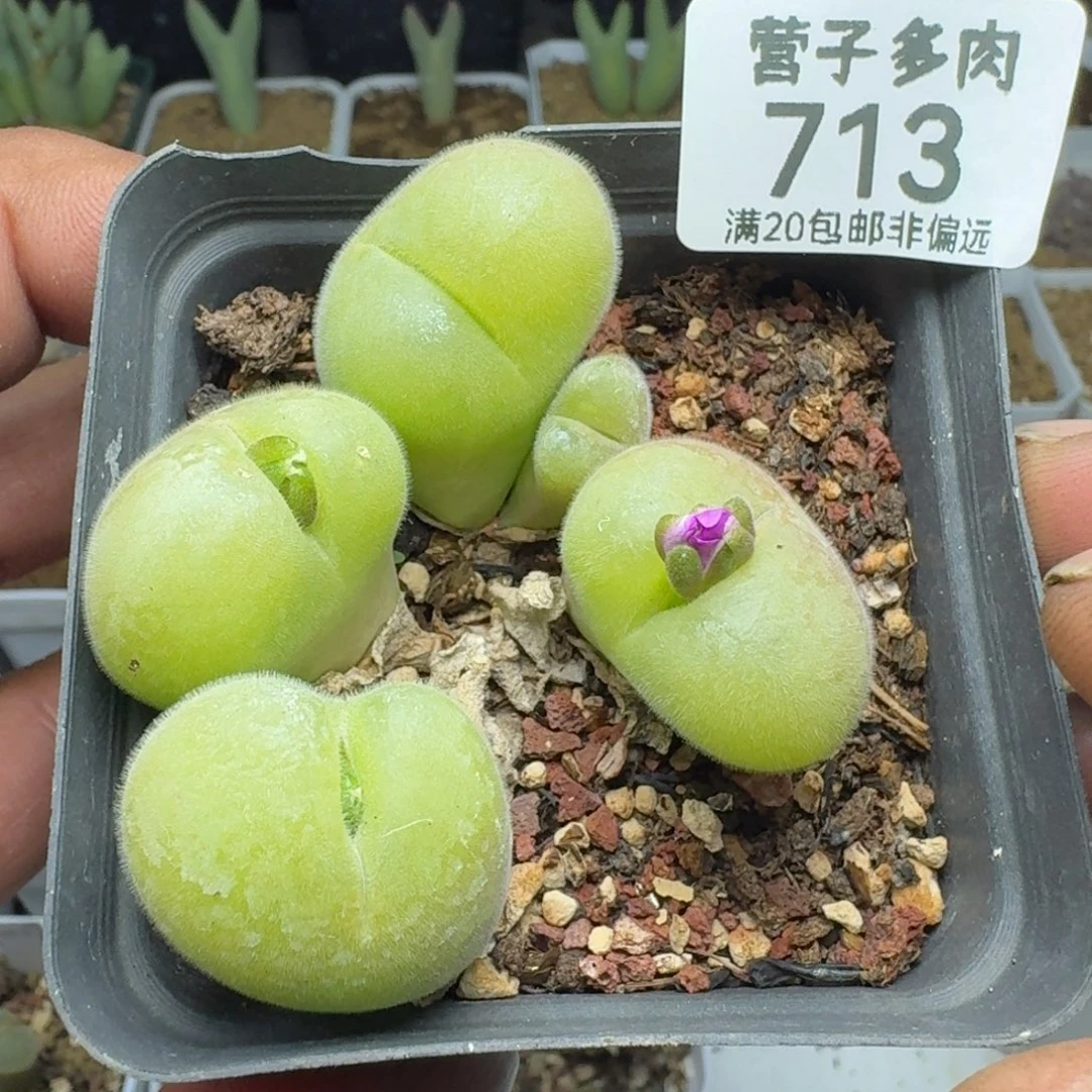 长毛带盆土。