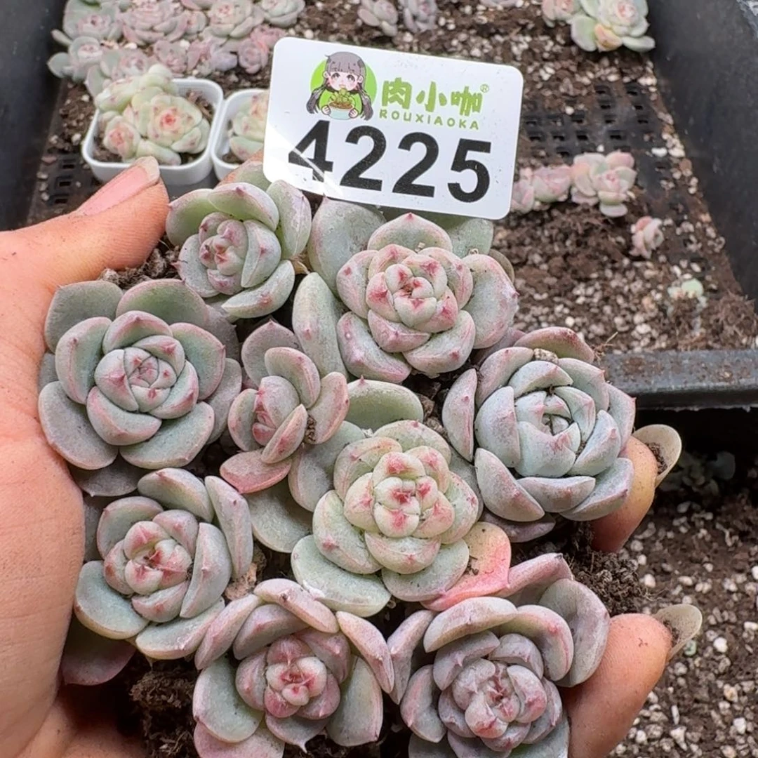 多肉植物多肉植物