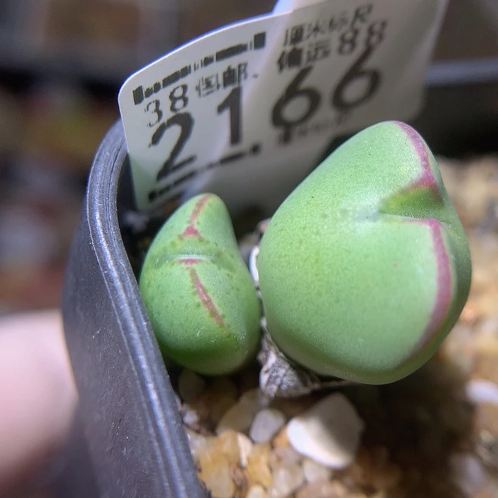 Sss精品生石花2166