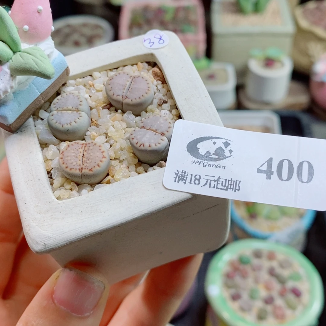 a***g生石花花花花花花花400