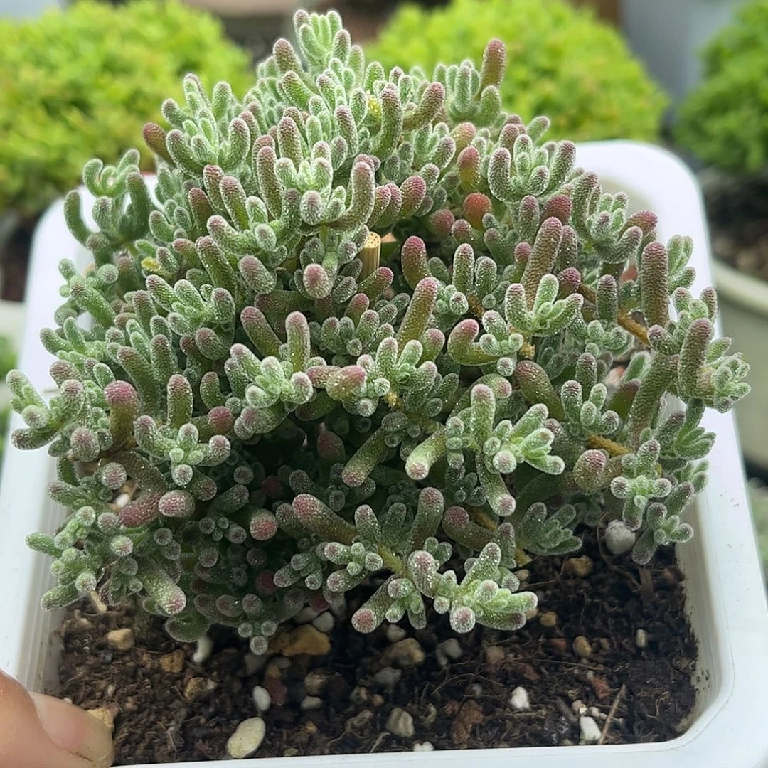 49冰晶优选枝干番杏