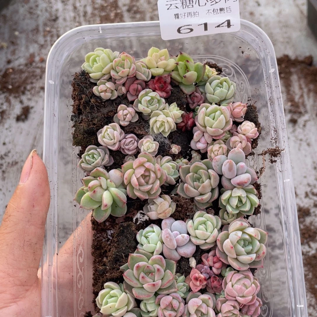 云糖心多肉植物614