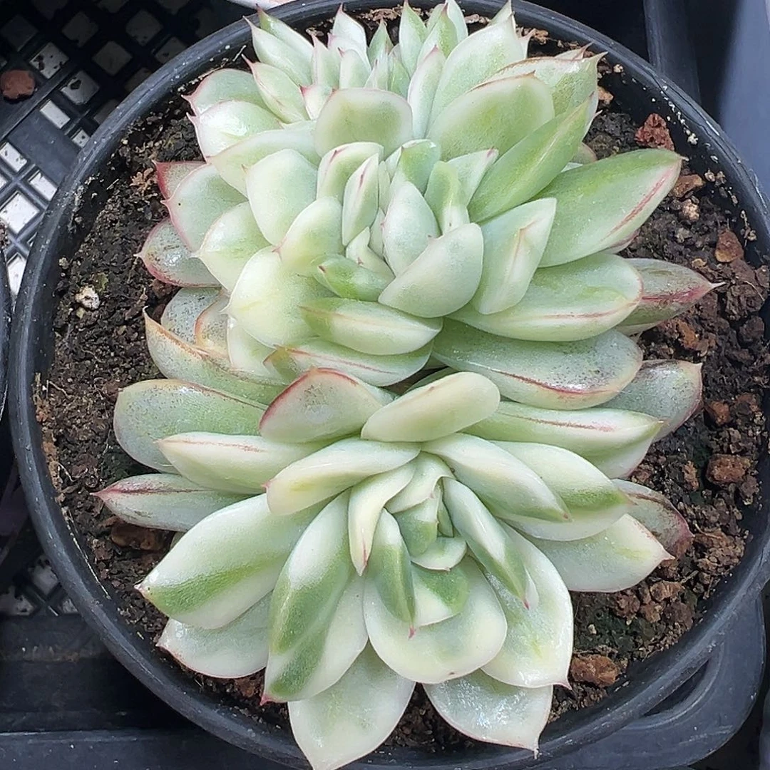 麦秆锦缀多肉植物