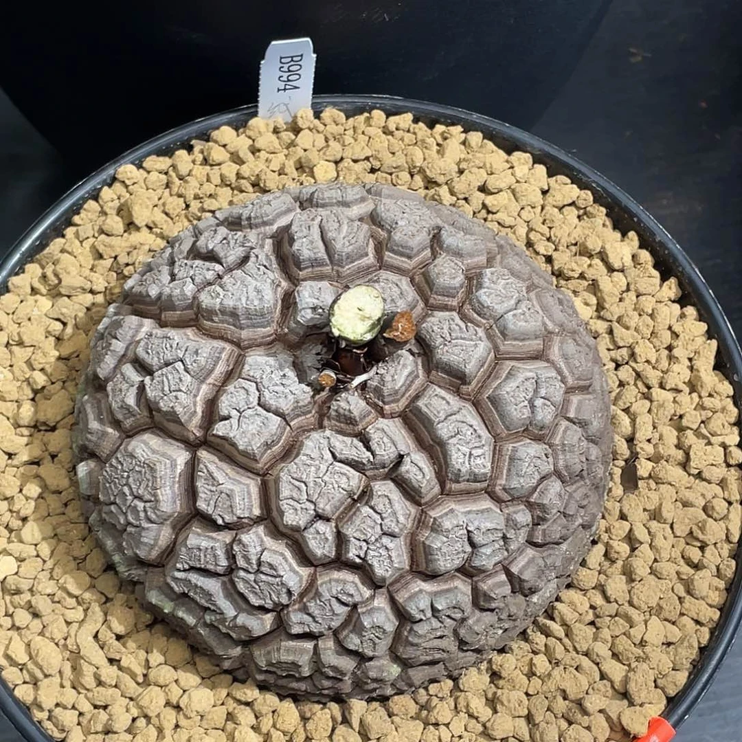 994盆栽精品龟甲龙