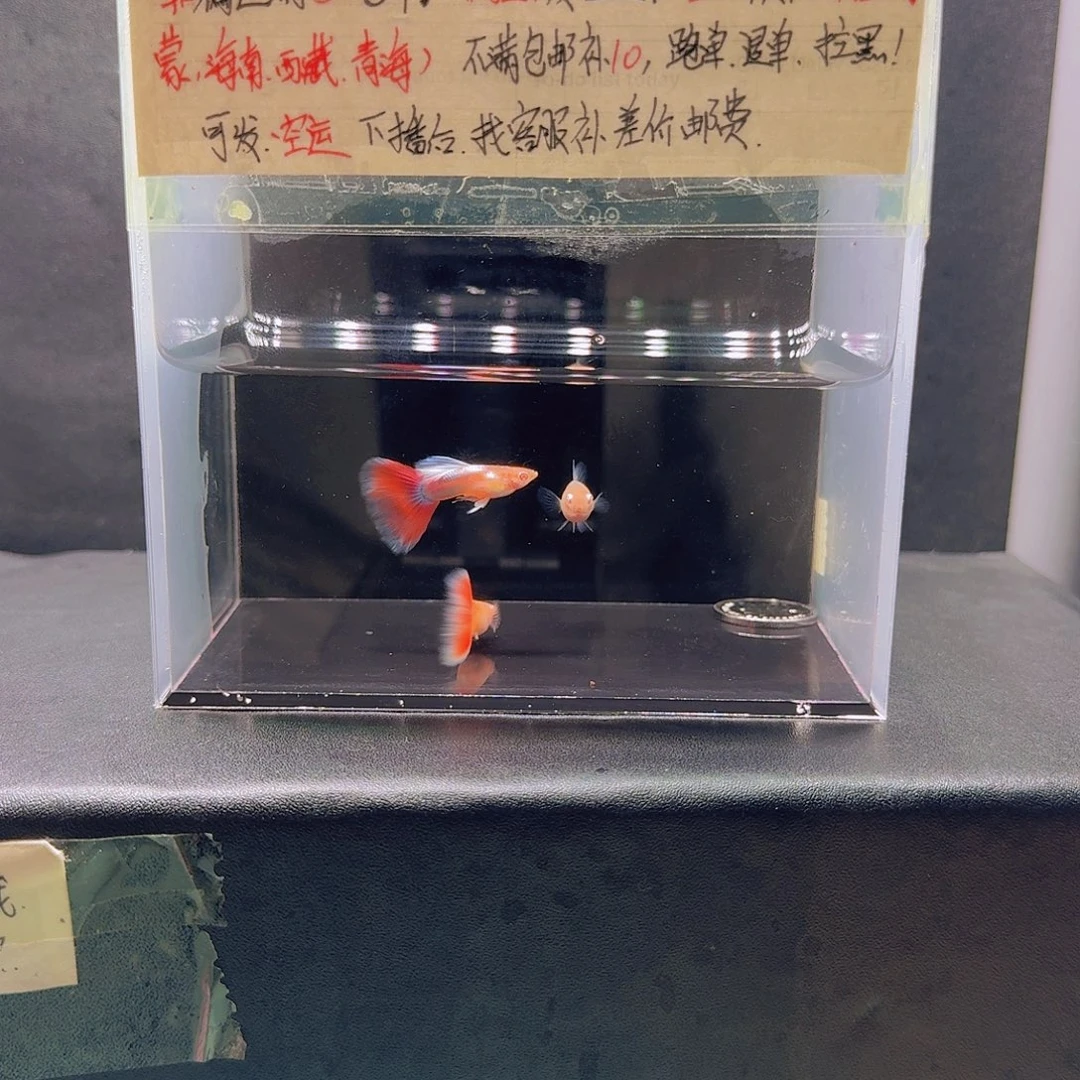 孔雀鱼紫白火烧云2公1母