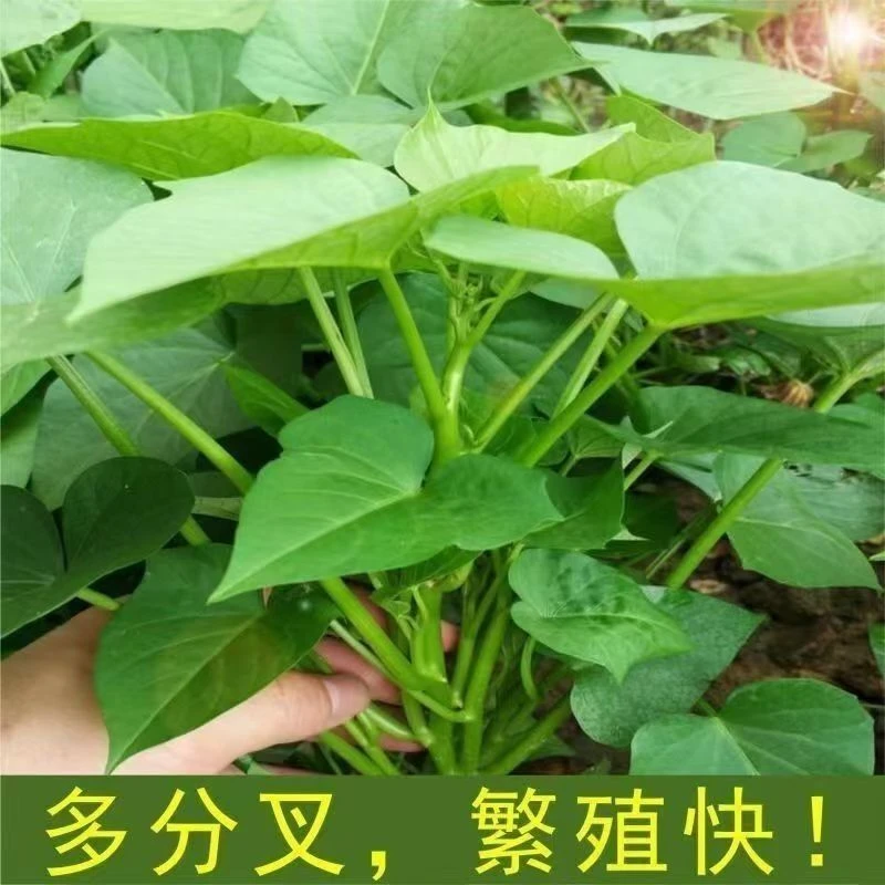 红薯藤 专吃叶子红薯叶新鲜四季红薯地瓜番薯叶 食叶红薯成熟藤苗