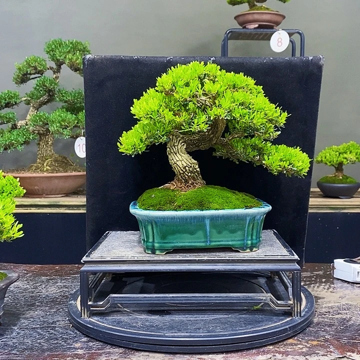 无花朵M黄杨盆景四季常青