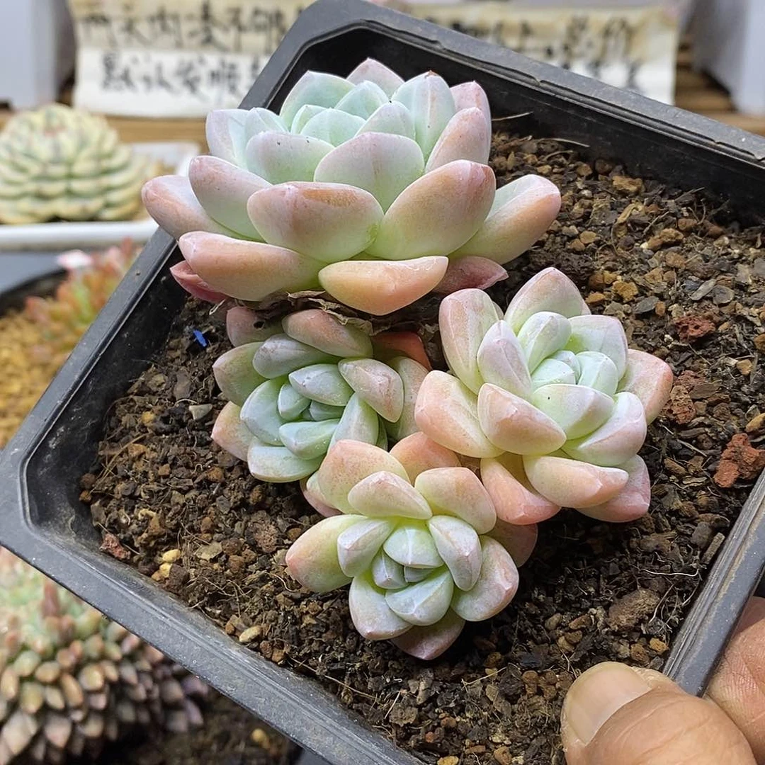 06198 精控冰玉自然群