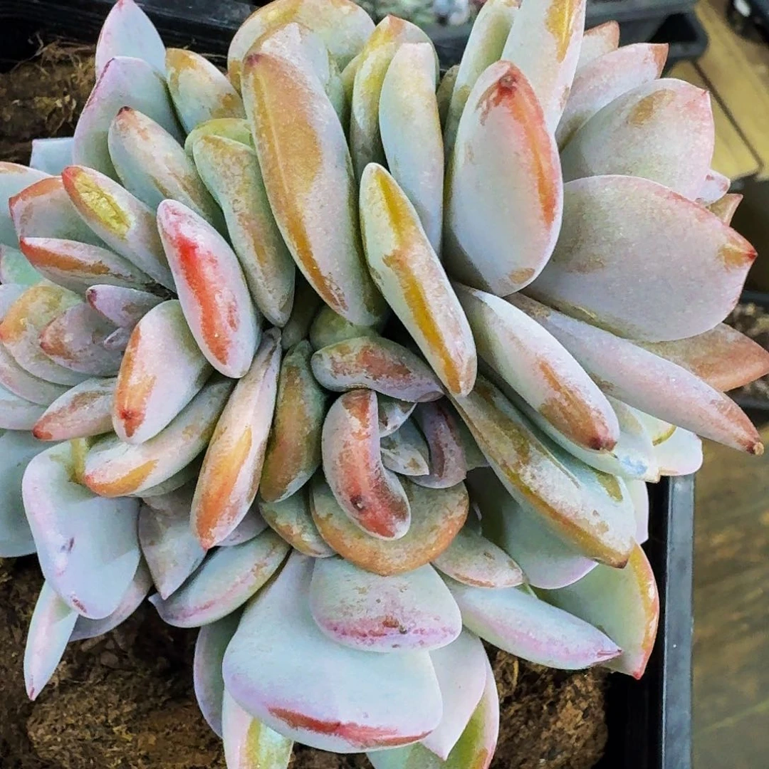 ?*咩哈哈哈哈哈哈哈哈哈哈