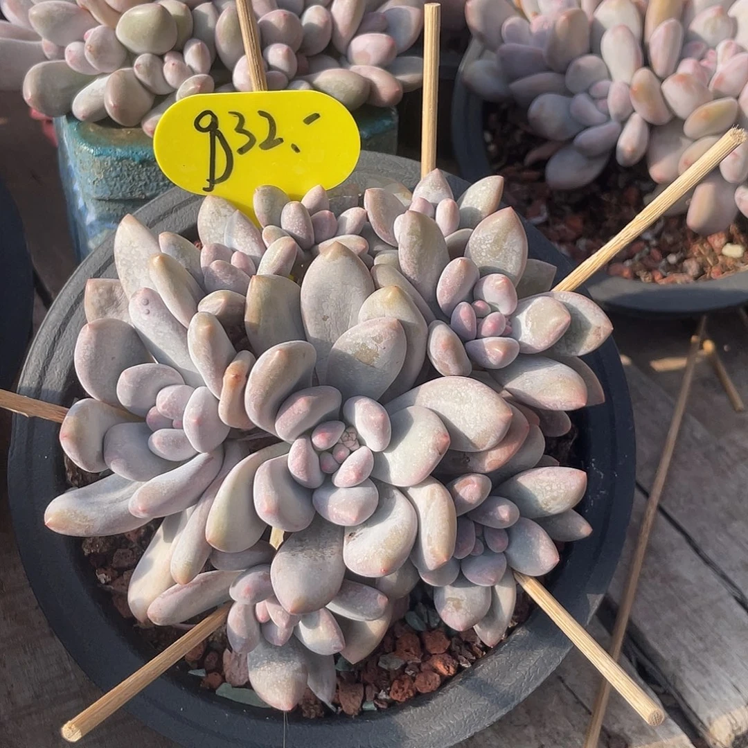 奶酪香水多肉植物832