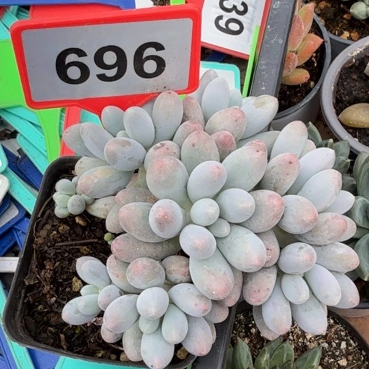 汤圆一物一拍696.