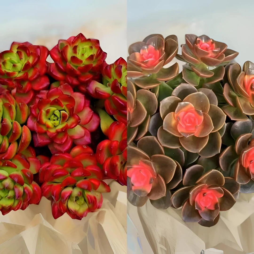 L爱马仕玫瑰+爱莎公主 冠幅11-13cm 多肉活动组合 云南基地发货
