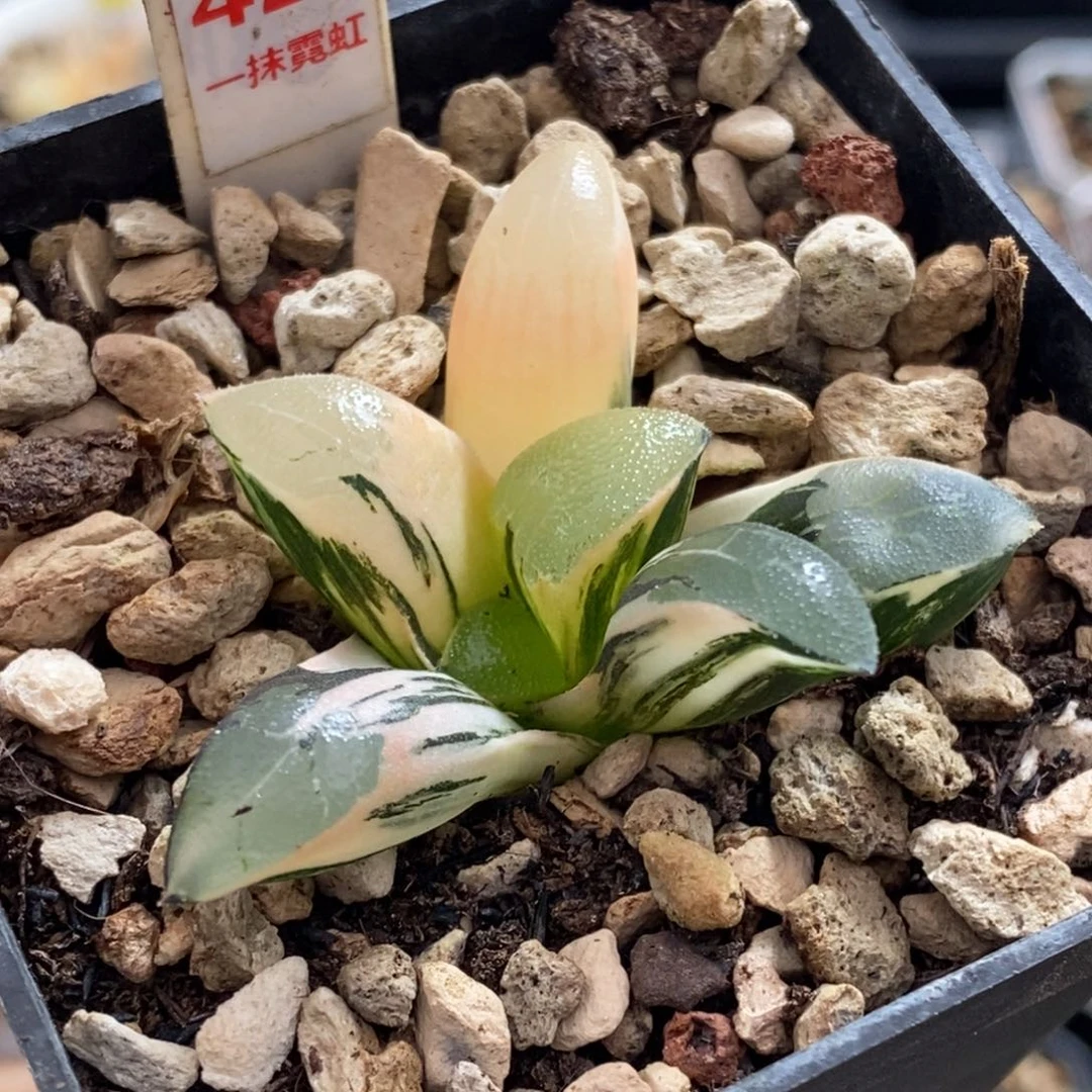 421号丘比特锦多肉