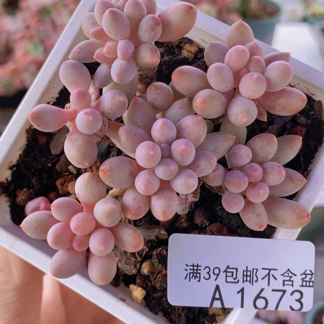 婴儿手指老桩7cm1673多肉植物